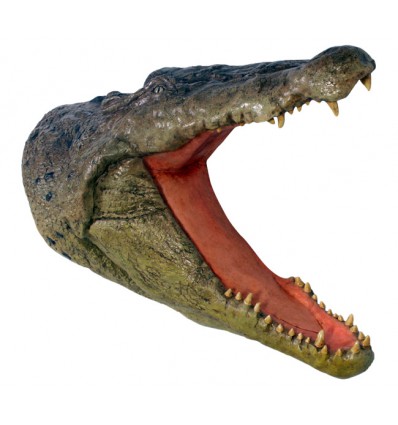 CABEZA DE COCODRILO
