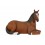 ANIMAL HORSE RESTING