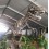ESQUELETO T-REX