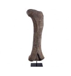 FEMUR DE DINOSAURIO