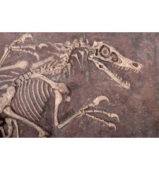 FOSSIL DE VELOCIRAPTOR