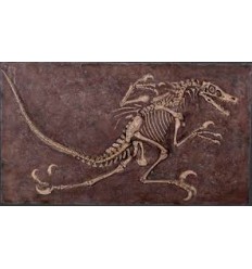 FOSSIL DE VELOCIRAPTOR