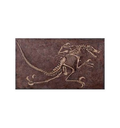 FOSSIL DE VELOCIRAPTOR