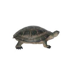 TORTUGA PEQUEÑA