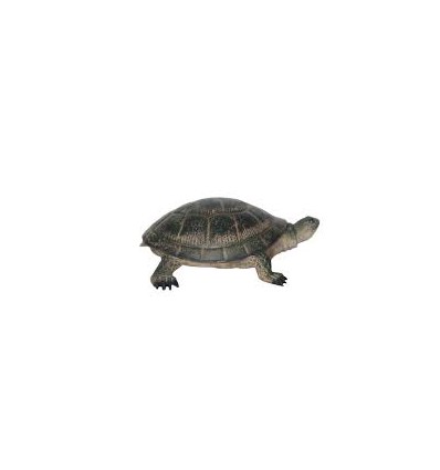TORTUGA PEQUEÑA