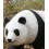 REPRICA OSOS PANDA CAMINANDO