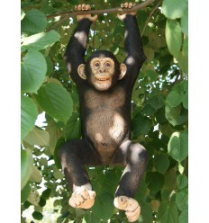 HUNG CHIMPANZEE