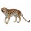 LEOPARDO