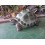 TORTUGA DE ALDABRA