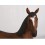 ANIMAL HORSE RESTING