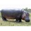 HIPPOPOTAMO
