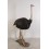 ANIMAL OSTRICH