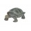 TORTUGA TERRESTRE VERDE