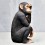 CHIMPANCE SENTADO