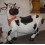 VACA GRACIOSA