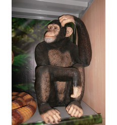 CHIMPANZEE SCRATCHING