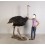 ANIMAL OSTRICH