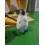 BREEDING PENGUIN