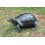 TORTUGA GALAPAGOS VERDOSA