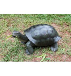 TORTUGA GALAPAGOS VERDOSA