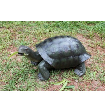 TORTUGA GALAPAGOS VERDOSA