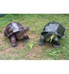 TORTUGA GALAPAGOS MARRON
