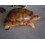TORTUGA TERRESTRE GRANDE