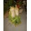 PAREJA DE RANAS 70 CMS