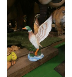 MALE MALLARD DUCK