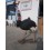 ANIMAL OSTRICH