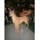 PERRO DOGO GRAN DANES